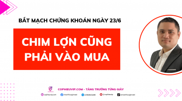 Bắt mạch chứng khoán ngày 23/6: Chim lợn cũng phải vào mua