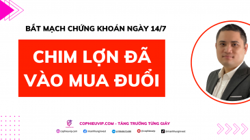 Bắt mạch chứng khoán ngày 14/7: Chim lợn đã vào mua đuổi